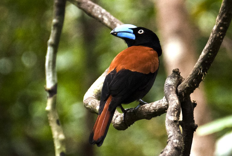 Vangidae Family – (Birds of Madagascar)
