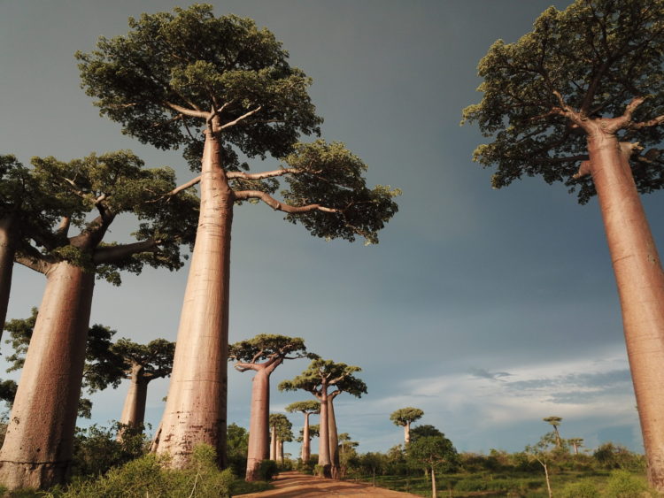 Baobab tours by Cactus Tours Madagascar