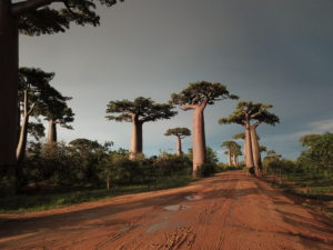 Baobab tours by Cactus Tours Madagascar
